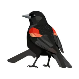 Red-winged blackbird