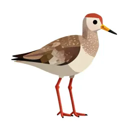 Redshank