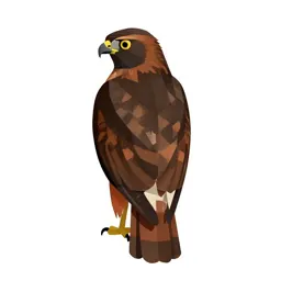 Redtail