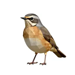 Ring ouzel