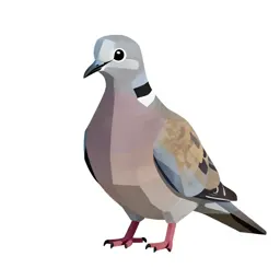 Ringdove