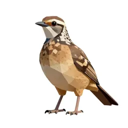 Roadrunner