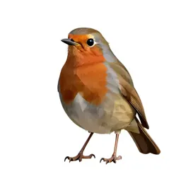 Robin