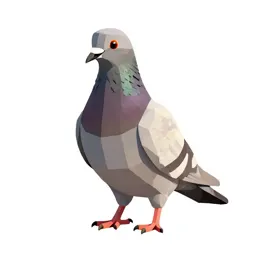 Rock dove