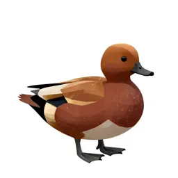 Ruddy duck