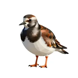 Ruddy turnstone