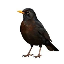 Rusty blackbird