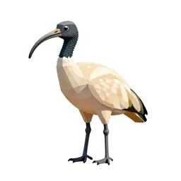 Sacred ibis