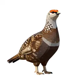 Sage grouse
