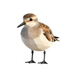 Sanderling