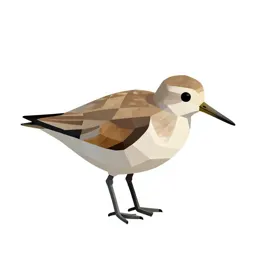 Sandpiper