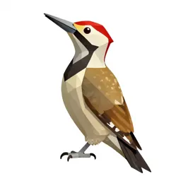 Sapsucker