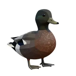 Scoter