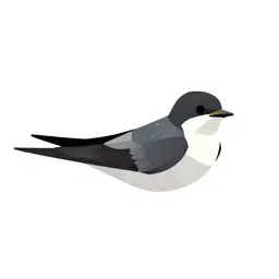 Sea swallow