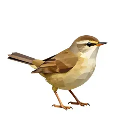 Sedge warbler