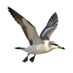 Shearwater