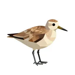 Shorebird