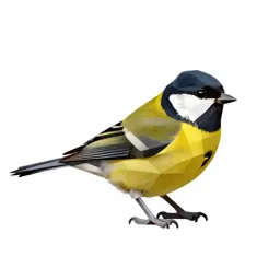 Siskin