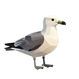 Skua