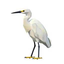 Snowy egret