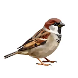 Sparrow