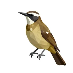 Spotted antbird