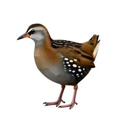Spotted crake