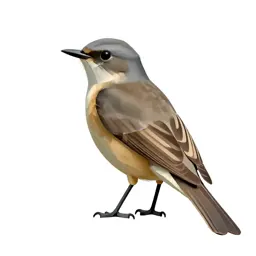 Spotted flycatcher