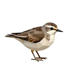 Spotted sandpiper