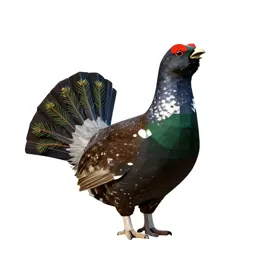 Spruce grouse