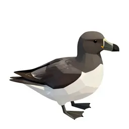 Storm petrel