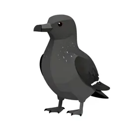 Stormy petrel
