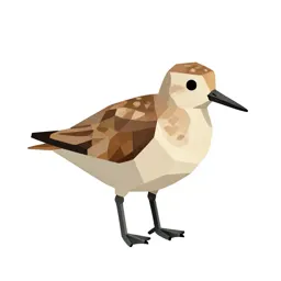 Surfbird