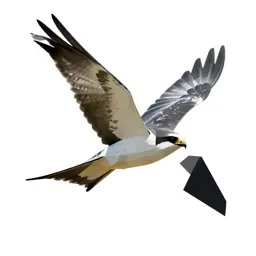 Swallow-tailed kite