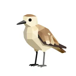 Swiftlet