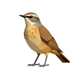 Thrush nightingale