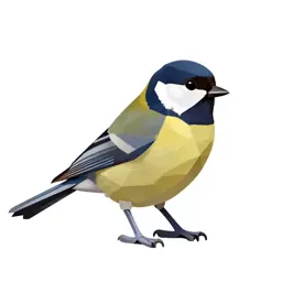 Titmouse