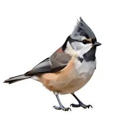 Tufted titmouse
