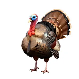 Turkey cock
