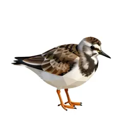 Turnstone