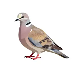 Turtledove