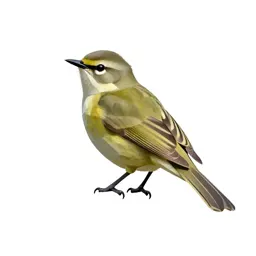 Vireo
