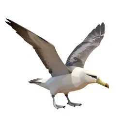 Wandering albatross