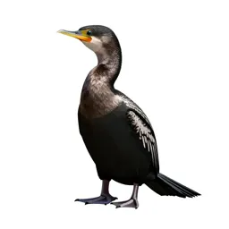 Water turkey
