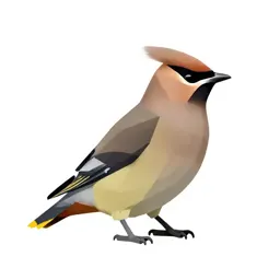 Waxwing