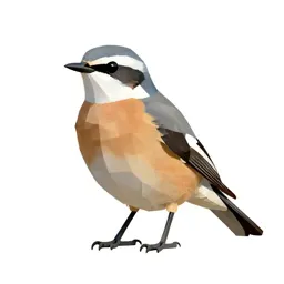 Wheatear