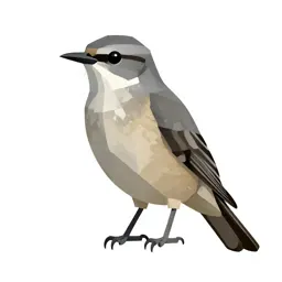 Whippoorwill