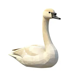 Whistling swan