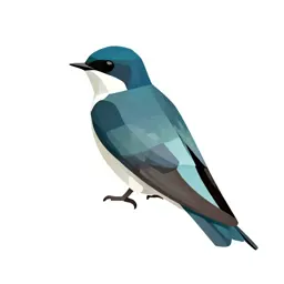 White-bellied swallow