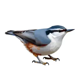White-breasted nuthatch